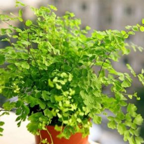 Адиантум — особенности полива и выращивания растения в домашних условиях. 160 фото разных видов комнатного растения