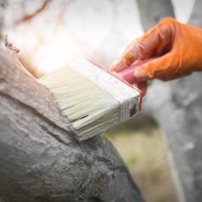 Побелка деревьев: подготовка состава и нанесение на стволы деревьев. 125 фото правильной побелки деревьев